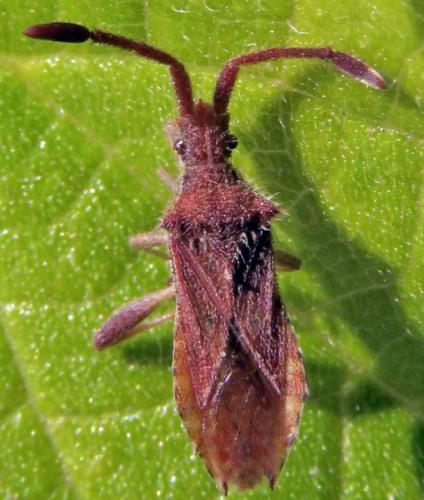 Coriomeris affinis